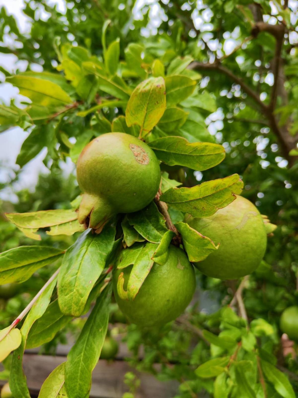 דירות מונטאגו Roodekloof מראה חיצוני תמונה